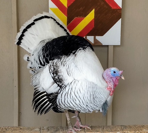 King turkey
